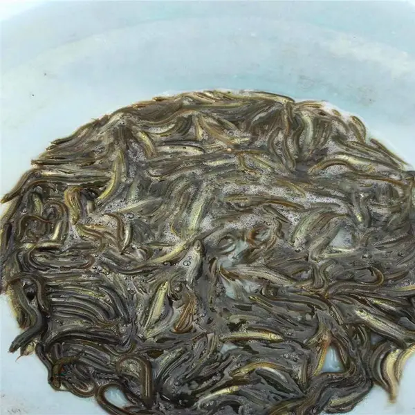 人工养殖泥鳅鱼苗 钢鳅鱼苗 本地泥鳅鱼苗
