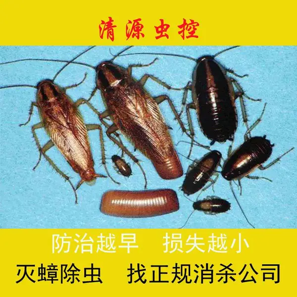 清源虫控:让我们一起来认识一下“小强”,为灭蟑螂打下理论基础