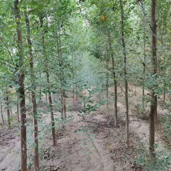 陕西榆林二乔苗木榆树苗种植基地装车价格,5公分榆树苗厂家批发,榆树小苗产地报价