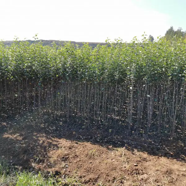华硕最早熟苹果几月份成熟/华硕苹果好吃吗/华硕苹果树前景如何/华硕苹果价格