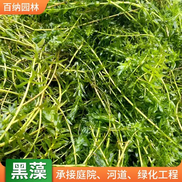 百纳 生长力强沉水植物 绿化工程黑藻 海南植物苗木