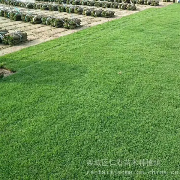 成活***的草种子品种有哪些 批发草坪 草皮卷 杨梅种子