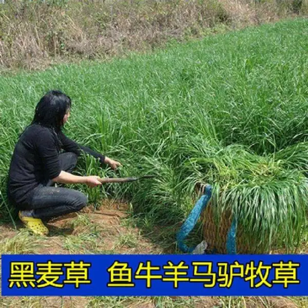 耐寒黑麦草子种多年生四季播种牧草种籽养殖猪牛羊鸡鸭鹅鱼草种子