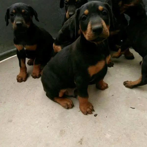 比格犬肉狗养殖行情杂交肉狗价格分析马犬肉狗养殖技术