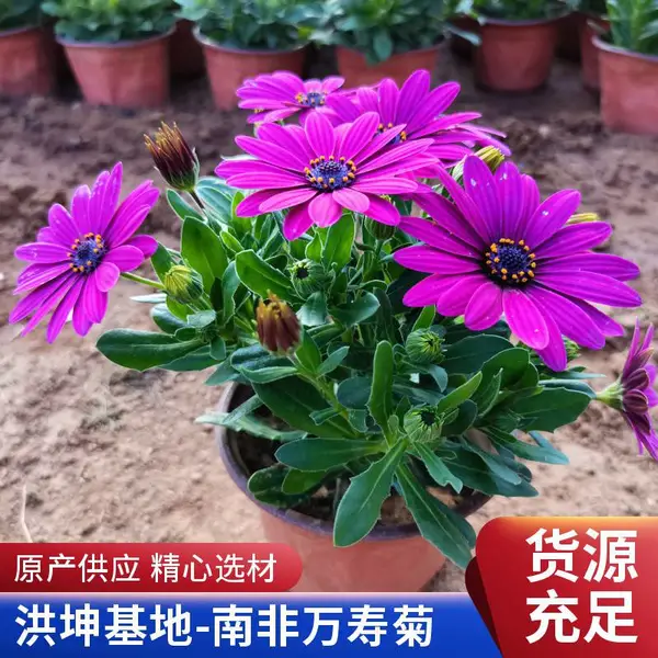 南非万寿菊 蓝目菊花苗 万寿菊基地供货 南非万寿菊苗 园林绿化工程苗
