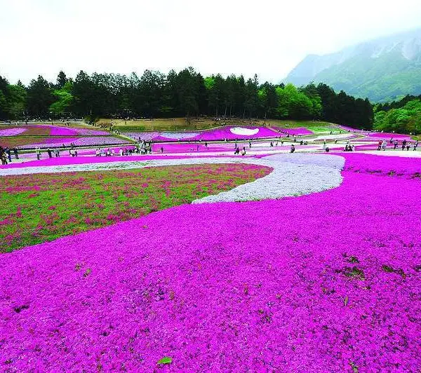 芝樱花海工程施工 芝樱种苗批发 宿根芝樱地被花卉 宿根福禄考杯苗供应