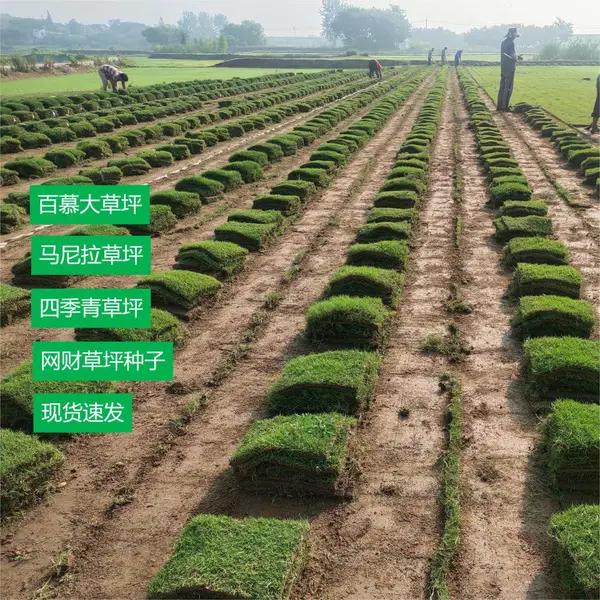 供应四季青草坪种子 耐践踏矮生免修剪 庭院别墅长青草皮