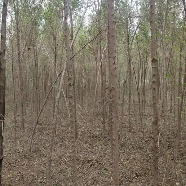 陕西榆林二乔苗木榆树小苗基地装车价格,2米高榆树苗基地,榆树小苗产地报价