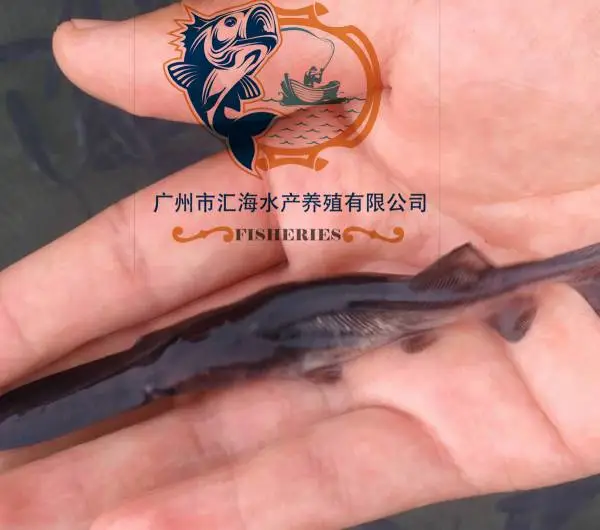 汇海水产大量批发 鸭嘴鱼苗 匙吻鲟鱼苗 淡水鸭嘴鲟鱼苗