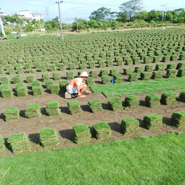 永州草卷基地厂家技术争先