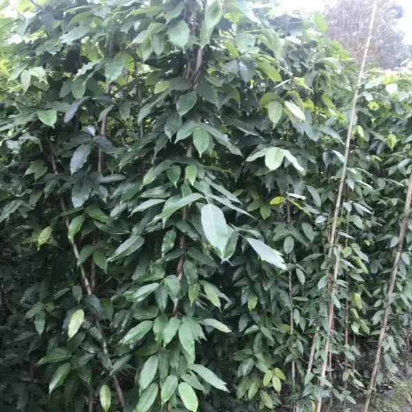 大量湖北藤本植物爬山虎以及常春油麻藤工程苗基地长度0.6米以上