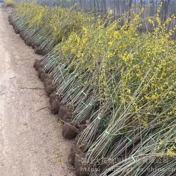 江苏连翘苗价格 连翘小苗报价表 成活***