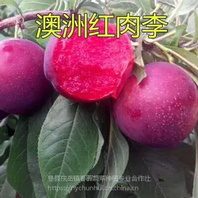 河南春晖牌嫁接澳洲红肉李李子苗红肉李子一年苗全国各地均可栽植