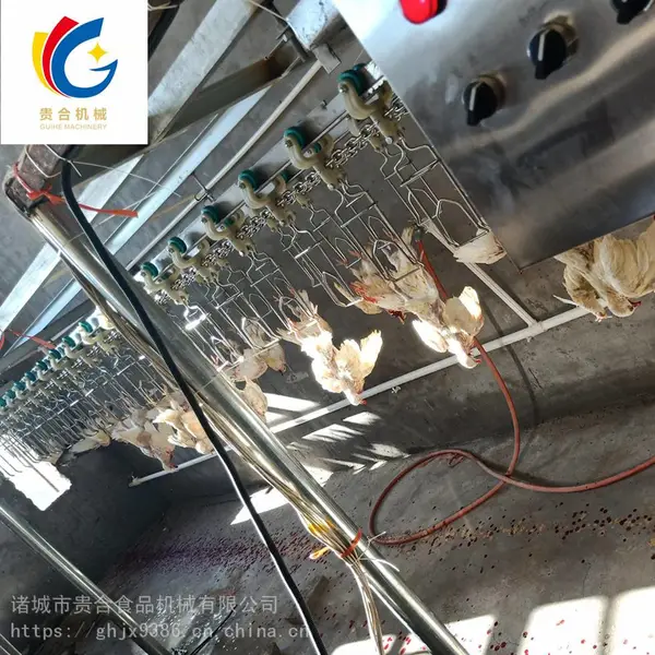 广东鸽子宰杀流水线 乳鸽自动屠宰设备 小型杀鸽子机械厂家直销