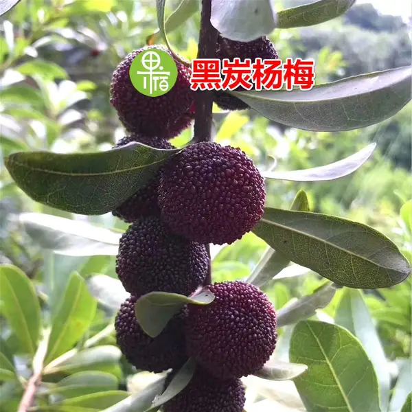 早荠杨梅树苗基地批发水果树苗 早黑炭杨梅果苗树苗栽苗杨梅
