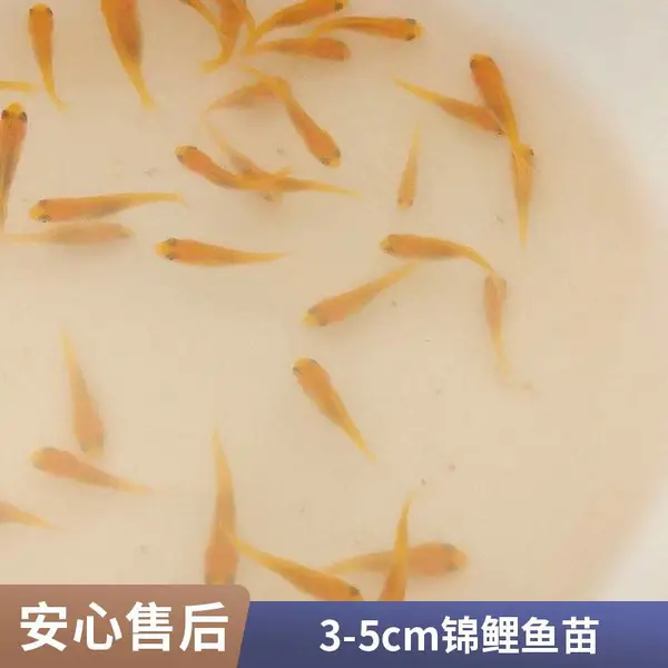 锦鲤观赏鱼苗批发 山东潍坊本地观赏鱼苗锦鲤鱼苗养殖场 多规格