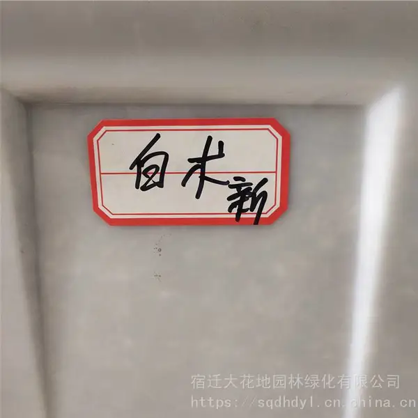 新采药材种子 白术种子 发芽*** 价格便宜 ***