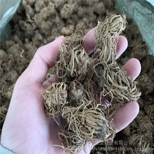 ͷ��һ����۸����Ǯһ���� ʬ���ߡ�����ߡ�ʨ�������� ����ֱ��