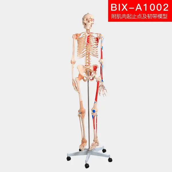 医博 170cm半边肌肉着色附韧带人体骨骼模型 BIX-A1002