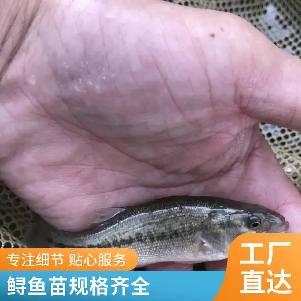 山东日照杂交鲟鱼苗 鲈鱼苗 养殖基地 抗逆性强 规格可选
