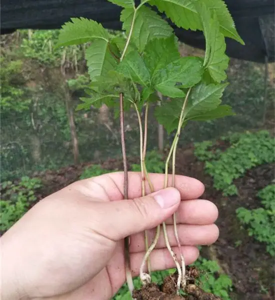 梧州白芨种子种苗哪里有贺州白芨种植方法