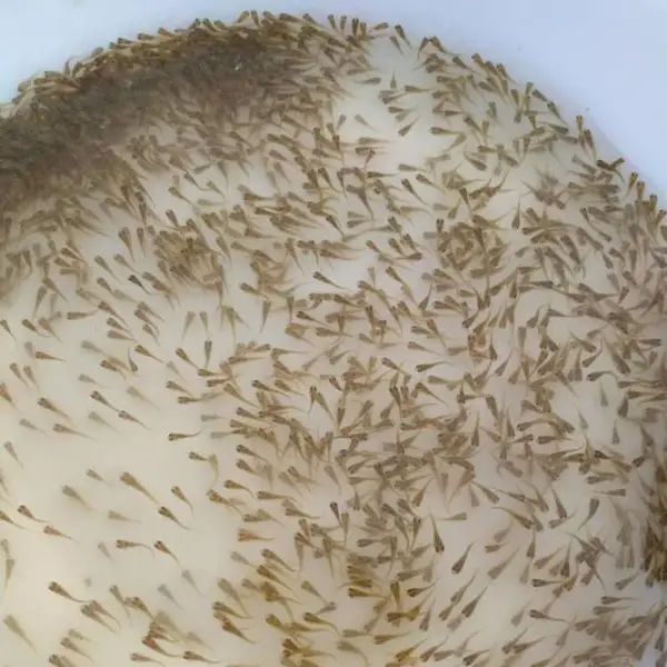 ��������ˮ�� �Ĵ���� ���� �޷� ���� ������ ���� �ƹǹ�����ϵ�