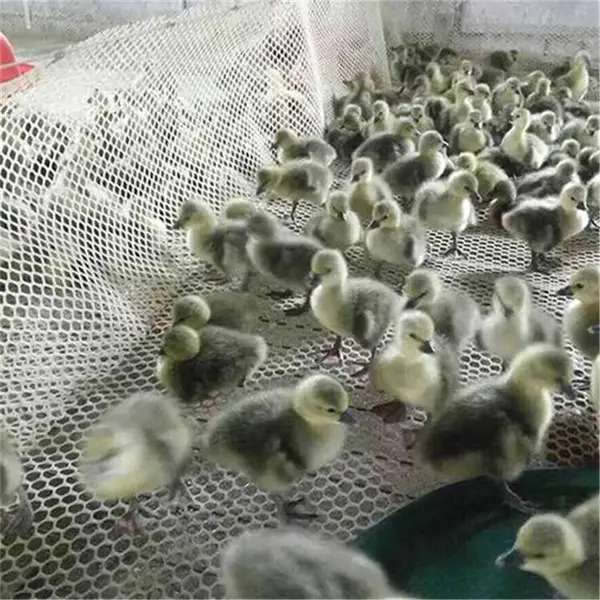 ��Ѽ������ƽ�� ��������ֳ�� ��Ѽ����ƽ��