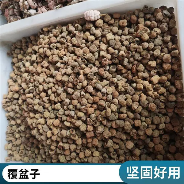 中药材覆盆子批发产地 选无硫散装大颗粒乌藨子 原材料