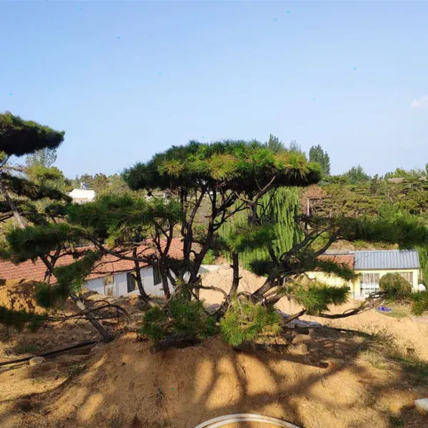 1������1.5�ס�1.8�ס�2�����;��ɡ�3��-4�����;���