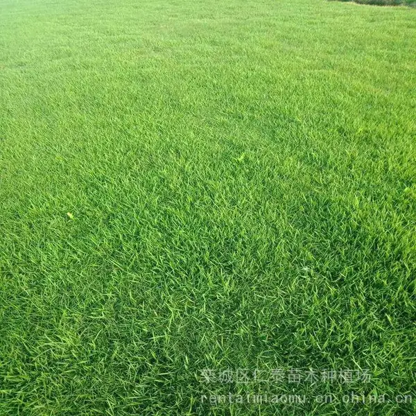 草坪每平米 百慕大草坪 草皮卷 包衣菊苣种子