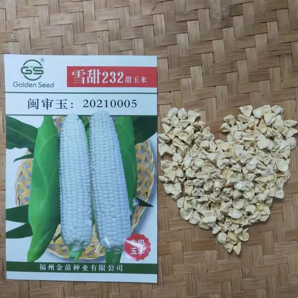 雪甜232甜玉米种子,色泽雪白,甜度高,皮渣少,有牛奶香味,可生食