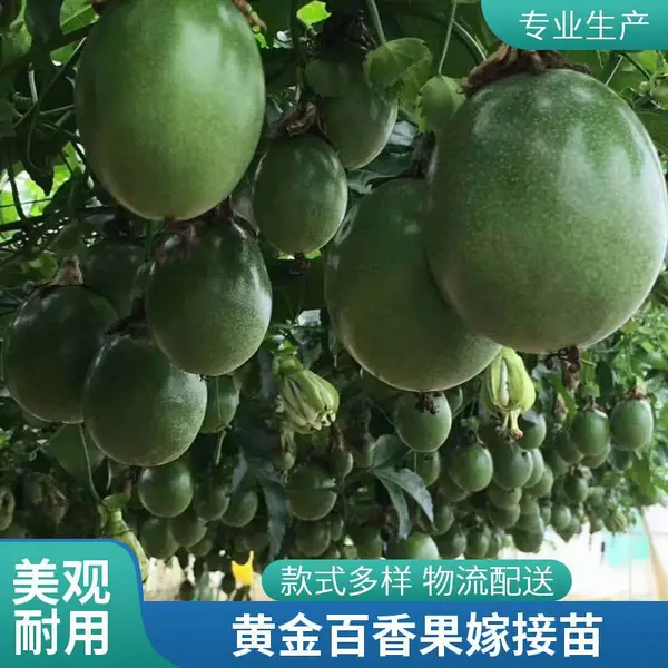 白花黄金蜂蜜味百香果苗 批发藤爬果树 庭院植物百香果