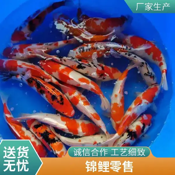 山东日照本地观赏鱼苗养殖场 精品锦鲤鱼苗 工厂化育苗成活高