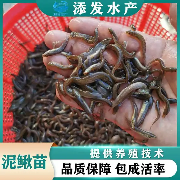 添发鱼苗基地出售台湾泥鳅苗 本地泥鳅苗 大种泥鳅苗