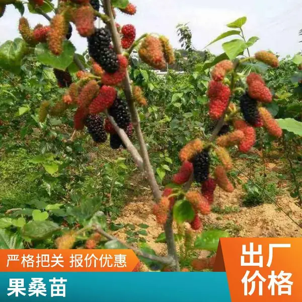 长果桑苗批发 嫁接桑果苗批发 高糖量果桑苗