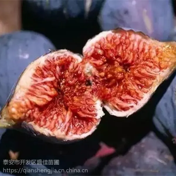 批发优质无花果树苗 当年无花果小苗 当年结果 规格齐全
