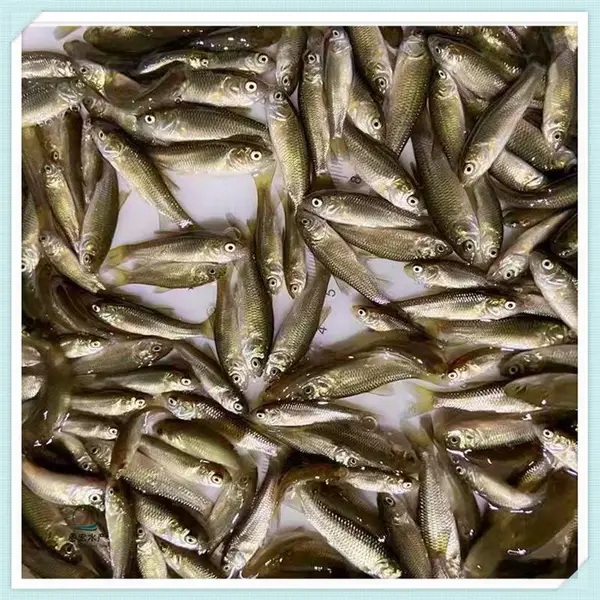 出售各种公分鱼苗 淡水金草鱼苗 脆肉鲩鱼苗 草鱼水花