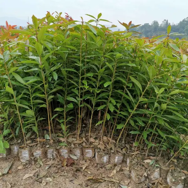 木荷营养杯苗价格 江西木荷杯苗 木荷袋苗小苗 造林苗木荷容器袋苗