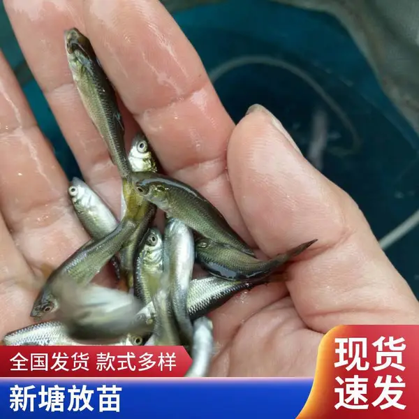 泰安本地草鱼苗鲤鱼苗鱼苗场10-15cm鱼苗成鱼养殖自产自销