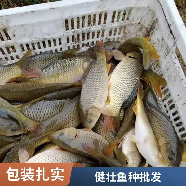 山东日照本地草鱼苗鲤鱼鱼苗养殖场健康鱼苗出售
