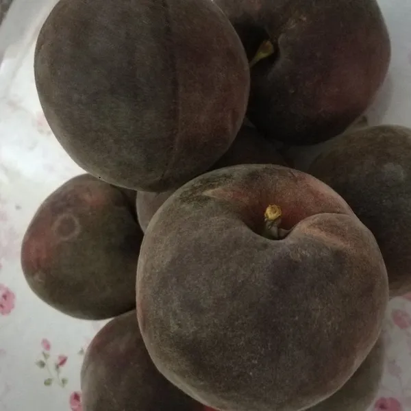 供应桃子苗_黑桃_黑桃多少钱一斤