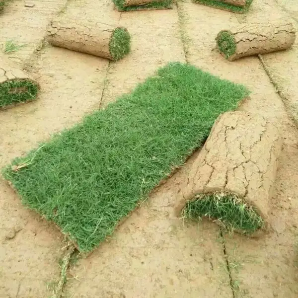 成都大量批发剪股颖草，品种齐全优质草坪