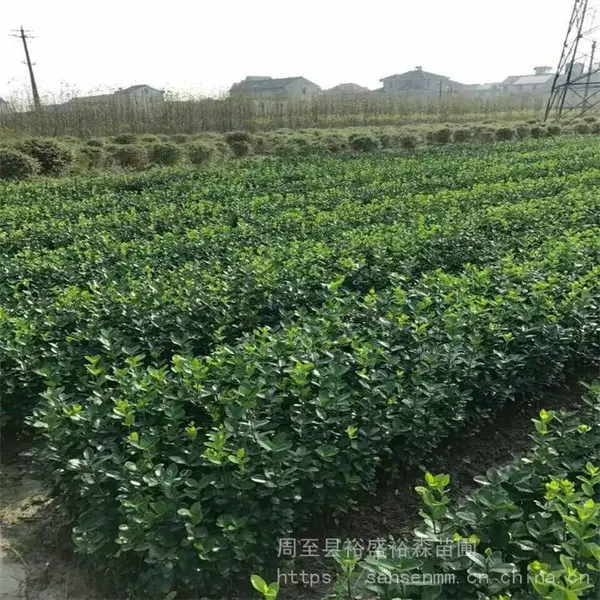 �������鶬�� ���ǽ�ڵ����� ��������ֲ����
