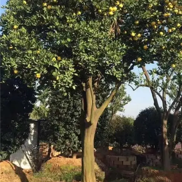 ���� ������ �޽��������� ���������ӹ����������óɻ�