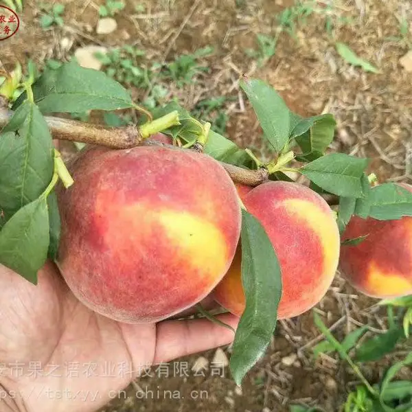 ������۸�ë����硢�����4����������Ʒ�ּ۸����