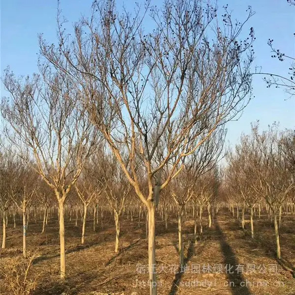 �ؾ�5������ޱ���պ�۸����Ǯһ�÷羰����ޱС�����