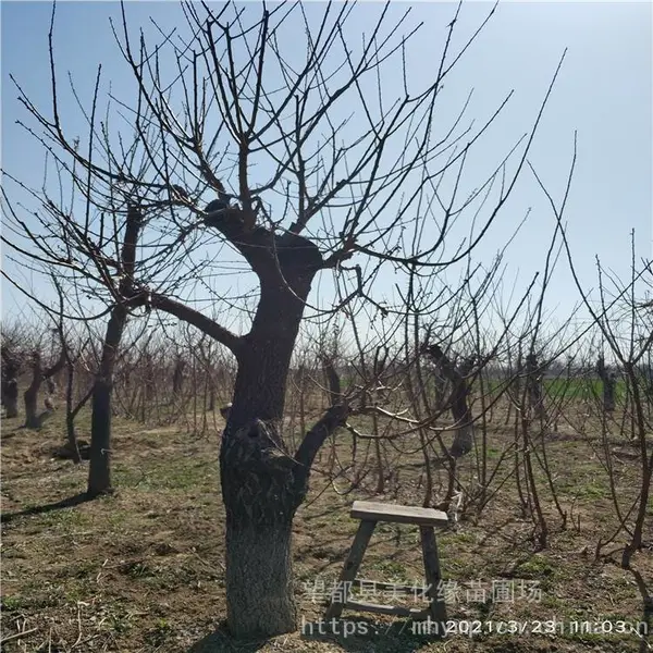 ����Ե ��÷��׮��ӭ�µ� ��÷��׮ �۸����