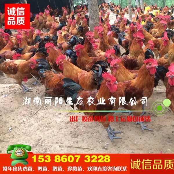 土鸡苗活体青脚麻土鸡苗青脚土鸡苗