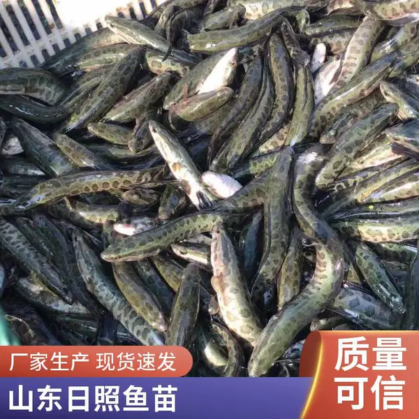 日照本地黑鱼苗养殖场 泥鳅鱼苗基地 山东日照 提供暂养技术服务