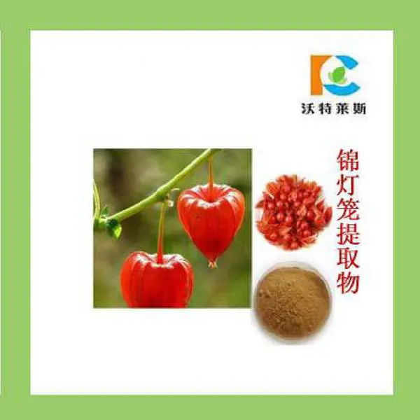 锦灯笼提取物10:1 金姑娘粉 1公斤包邮